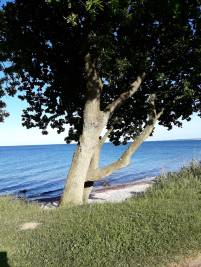 Ostseestrand mit Baum